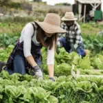 Peran Koperasi Agribisnis dalam Industri Perdagangan di Indonesia3 1024x614