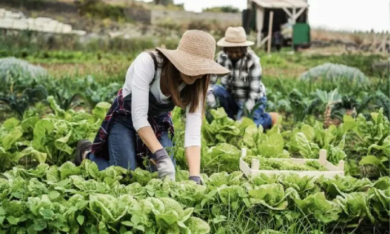 Peran Koperasi Agribisnis dalam Industri Perdagangan di Indonesia3 1024x614