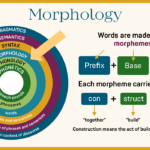 Morphology Blog Feat Image