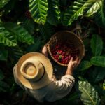 Behind the Aroma The Hidden Costs of Your Favorite Coffee Shop — And How You Can Demand Change Island Coffee Traders