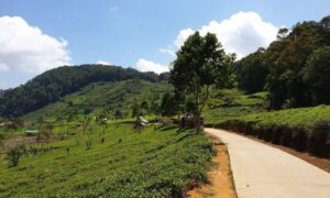 Kebun Teh Margawindu