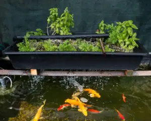 #aquaponic