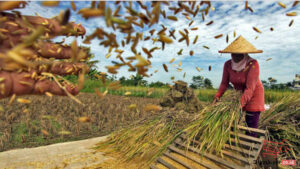 Proses Panen Penanganan Pasca Panen Padi