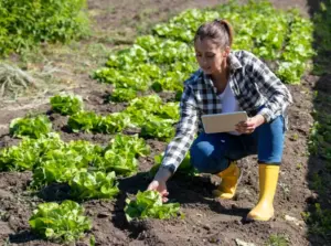 Depositphotos 558127684 stock photo female farmer checks quality lettuce