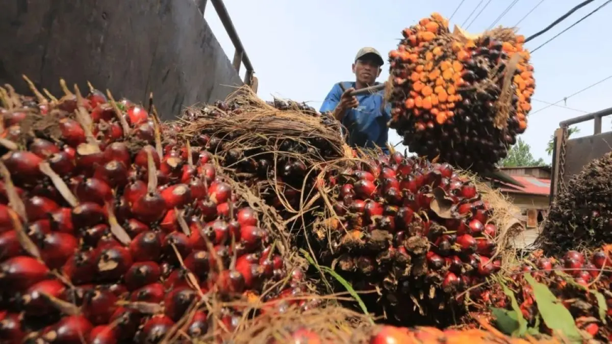 Ilustrasi petani melakukan aktivitas bongkar muat tandan buah segar tbs kelapa sawit hasil panen miliknya antarasyifa yulinnasbar v4e9W