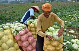 Dua petani mengemas sayuran kubis hasil panennya di salah satu lahan pertanian di Sumowono, Kabupaten Semarang, Jawa Tengah, Selasa (17/4).