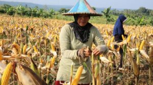 Kementerian pertanian kementan mendorong pengembangan aneka komoditas pangan lokal 200522071403