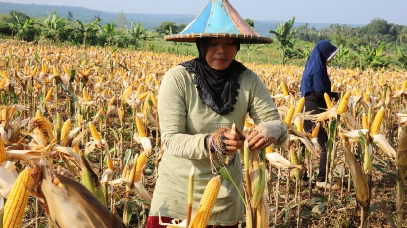 Kementerian pertanian kementan mendorong pengembangan aneka komoditas pangan lokal 200522071403