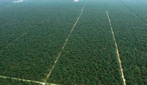 Palmoil tree