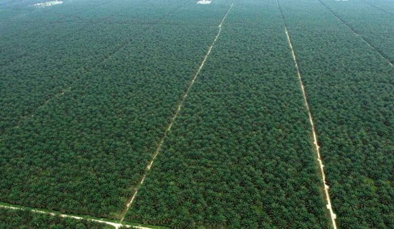 Palmoil tree