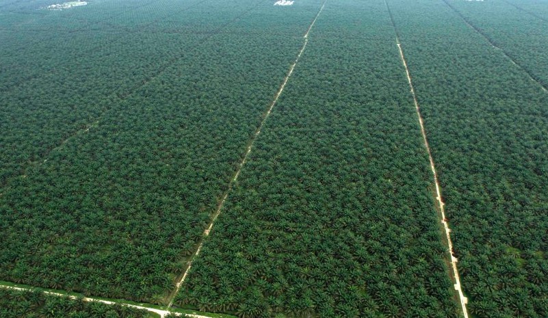 Palmoil tree