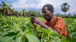 Pngtree young farmer uses a smartphone to take pictures of cassava leaves image