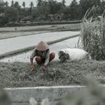 A farmer works in the rice fields of Yogyakarta, Indonesia, showcasing traditional agriculture methods.