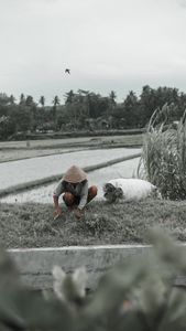 A farmer works in the rice fields of Yogyakarta, Indonesia, showcasing traditional agriculture methods.