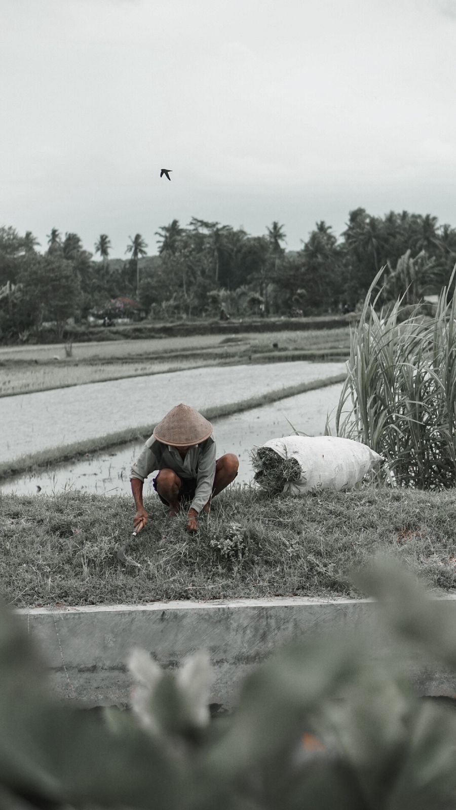 A farmer works in the rice fields of Yogyakarta, Indonesia, showcasing traditional agriculture methods.