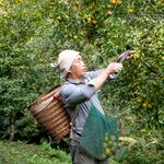 A man picking ripe oranges in a vibrant orchard, showcasing traditional farming techniques.