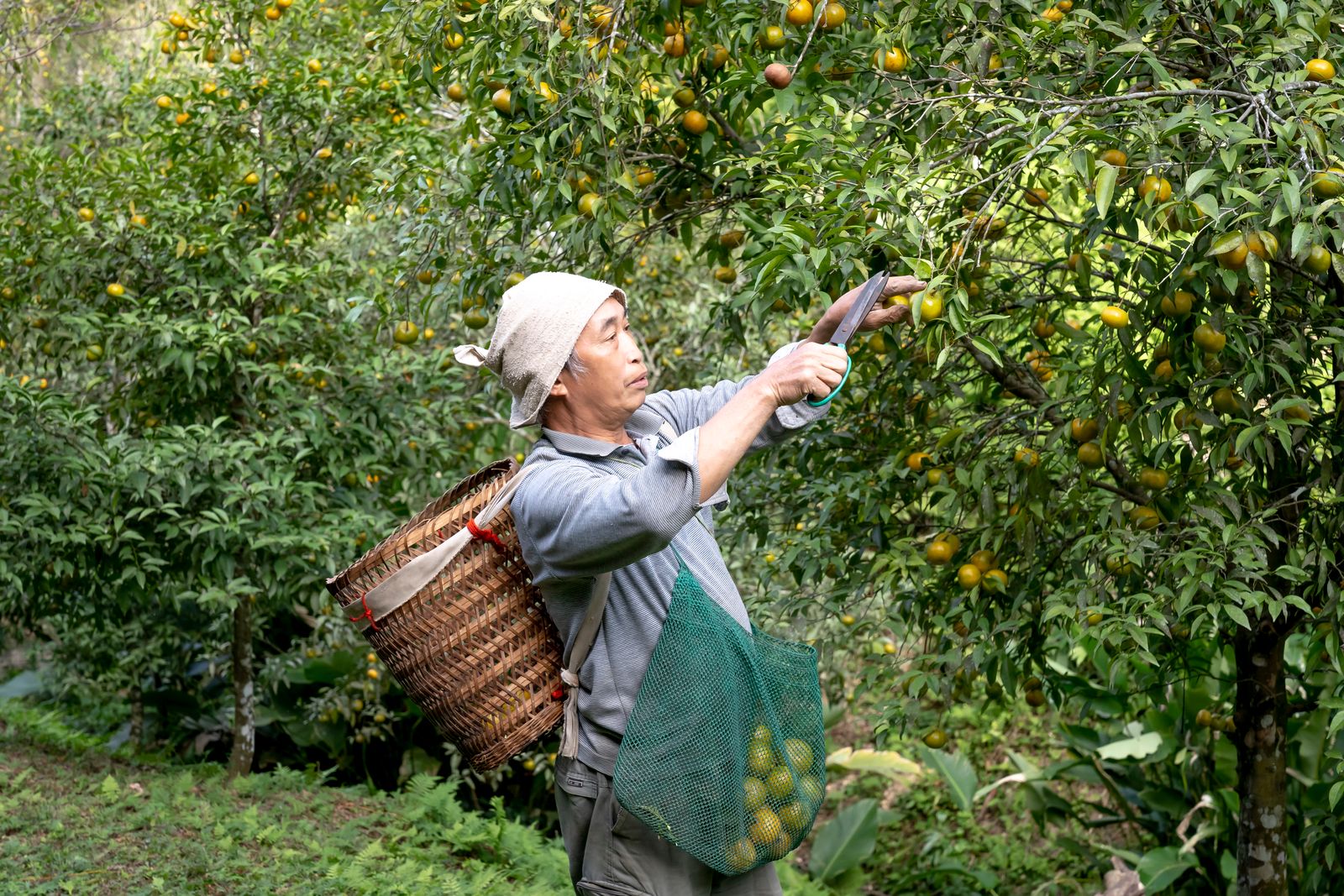 A man picking ripe oranges in a vibrant orchard, showcasing traditional farming techniques.