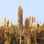 A vertical shot of dried sorghum plants in an Indian cropland with a blurred background.