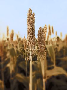 A vertical shot of dried sorghum plants in an Indian cropland with a blurred background.