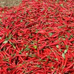 A vibrant pile of freshly harvested red chili peppers in Andhra Pradesh, India.
