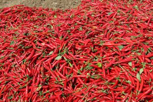 A vibrant pile of freshly harvested red chili peppers in Andhra Pradesh, India.