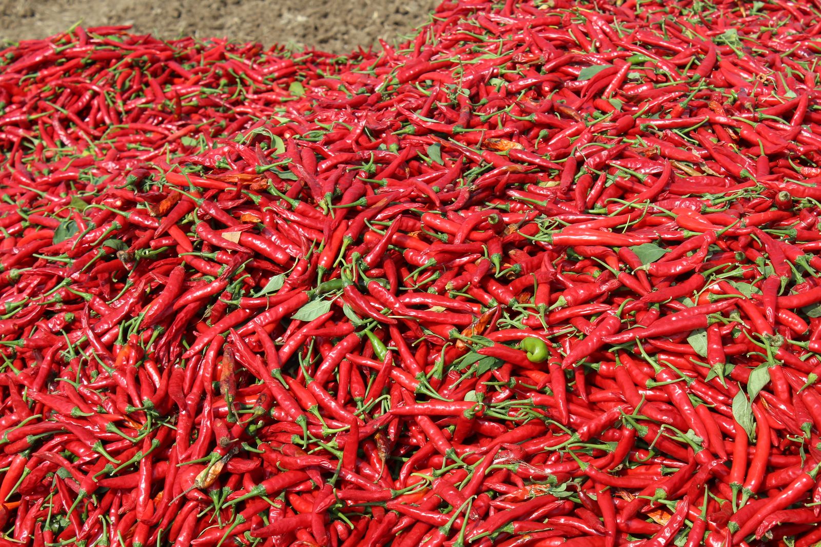 A vibrant pile of freshly harvested red chili peppers in Andhra Pradesh, India.
