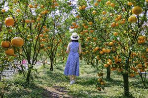 A woman in a dress walks through a vibrant tangerine orchard in Đồng Tháp, Vietnam.