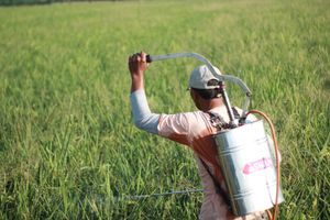 Adult male farmer spraying pesticides on a rural field in Sukoharjo, Indonesia.
