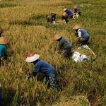 Aerial view of farmers in traditional hats harvesting rice in a lush green paddy field under bright sunlight.