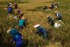 Aerial view of farmers in traditional hats harvesting rice in a lush green paddy field under bright sunlight.