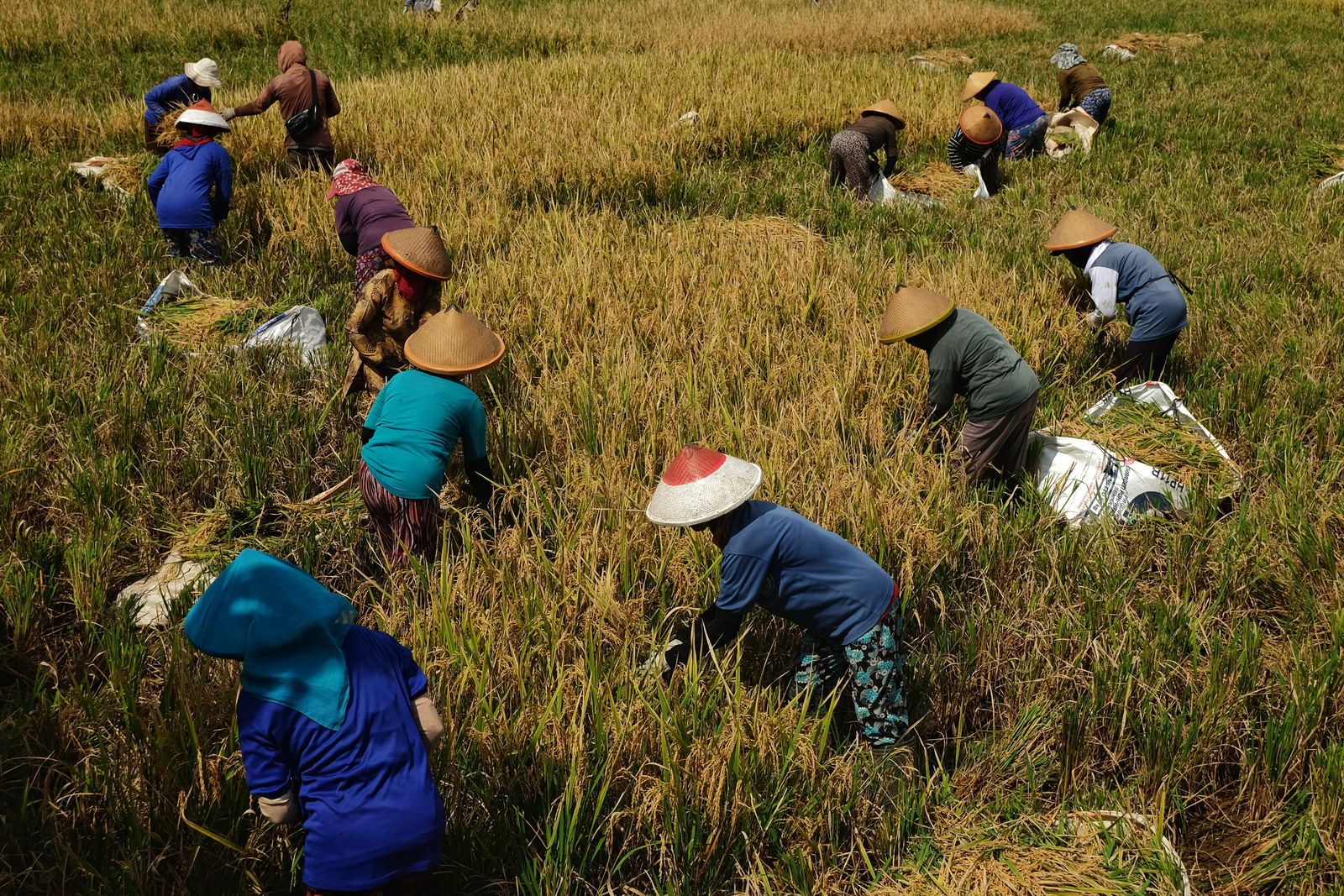 Aerial view of farmers in traditional hats harvesting rice in a lush green paddy field under bright sunlight.