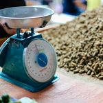 Close-up of a vintage Kusama weight scale beside a large pile of peanuts in natural light.
