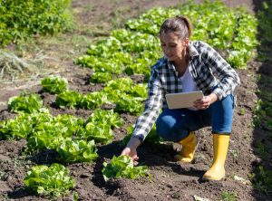 Depositphotos 558127684 stock photo female farmer checks quality lettuce