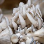 Detailed close-up of fresh oyster mushrooms with unique textures and colors.