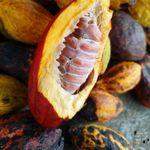 Detailed shot of cocoa pods with an opened pod showing seed details, ideal for agriculture content.