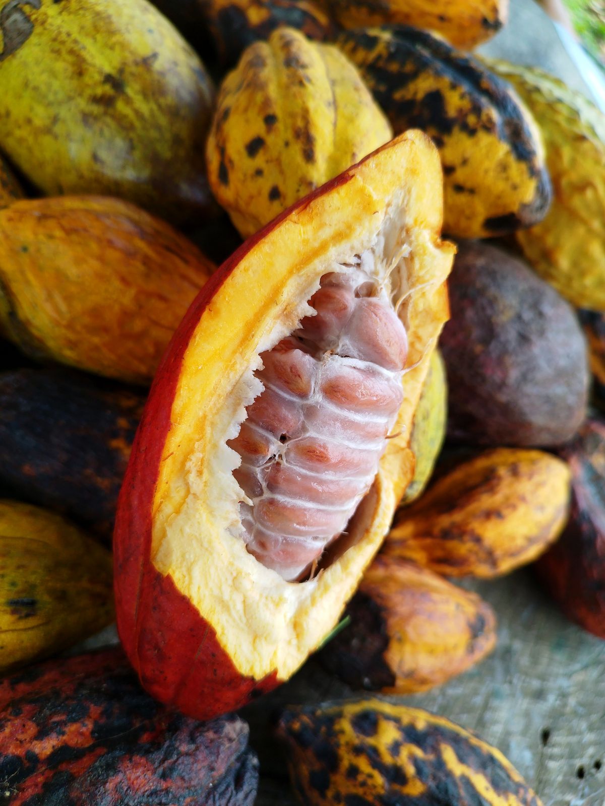Detailed shot of cocoa pods with an opened pod showing seed details, ideal for agriculture content.