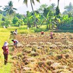 Farmers in West Java, Indonesia, harvesting rice in vibrant paddy fields.