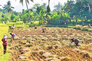 Farmers in West Java, Indonesia, harvesting rice in vibrant paddy fields.