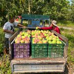 Farmers work together to load freshly harvested mangoes into a truck in a lush orchard.