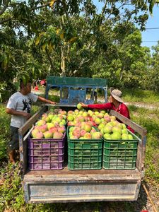 Farmers work together to load freshly harvested mangoes into a truck in a lush orchard.