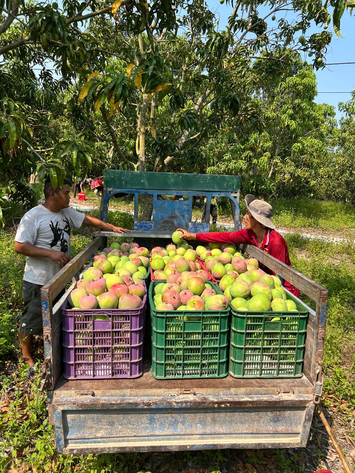 Farmers work together to load freshly harvested mangoes into a truck in a lush orchard.