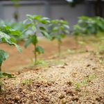 Fresh green plants sprouting in a neatly cultivated garden bed.