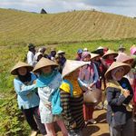 Group of women farmers wearing traditional hats gathered on a sunny field, showcasing rural life.