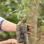 Hands holding a plant seedling in a biodegradable pot, ready for planting outdoors.