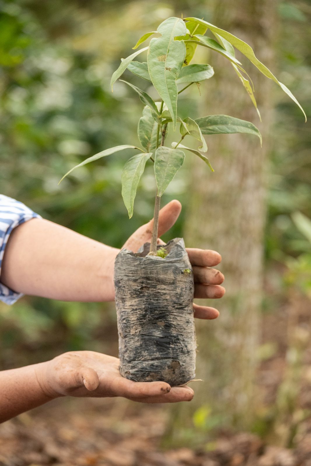 Hands holding a plant seedling in a biodegradable pot, ready for planting outdoors.