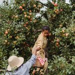 Hispanic girl picking fresh apples from green branches of tree while standing on ladder near mom