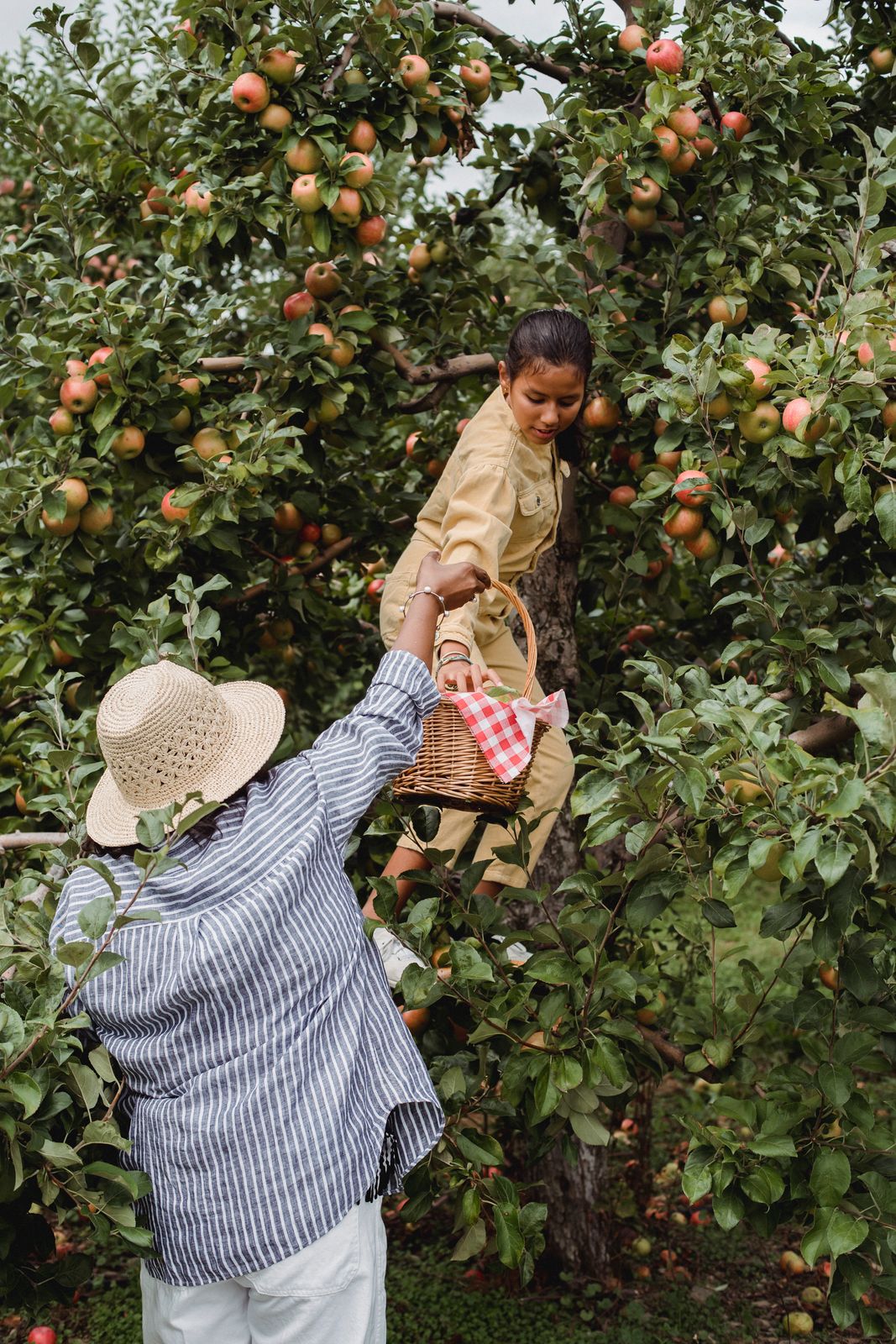 Hispanic girl picking fresh apples from green branches of tree while standing on ladder near mom
