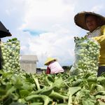 Indonesian farmers packing vegetables in a rural field. Clear sky provides bright lighting.
