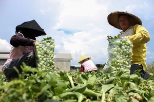 Indonesian farmers packing vegetables in a rural field. Clear sky provides bright lighting.