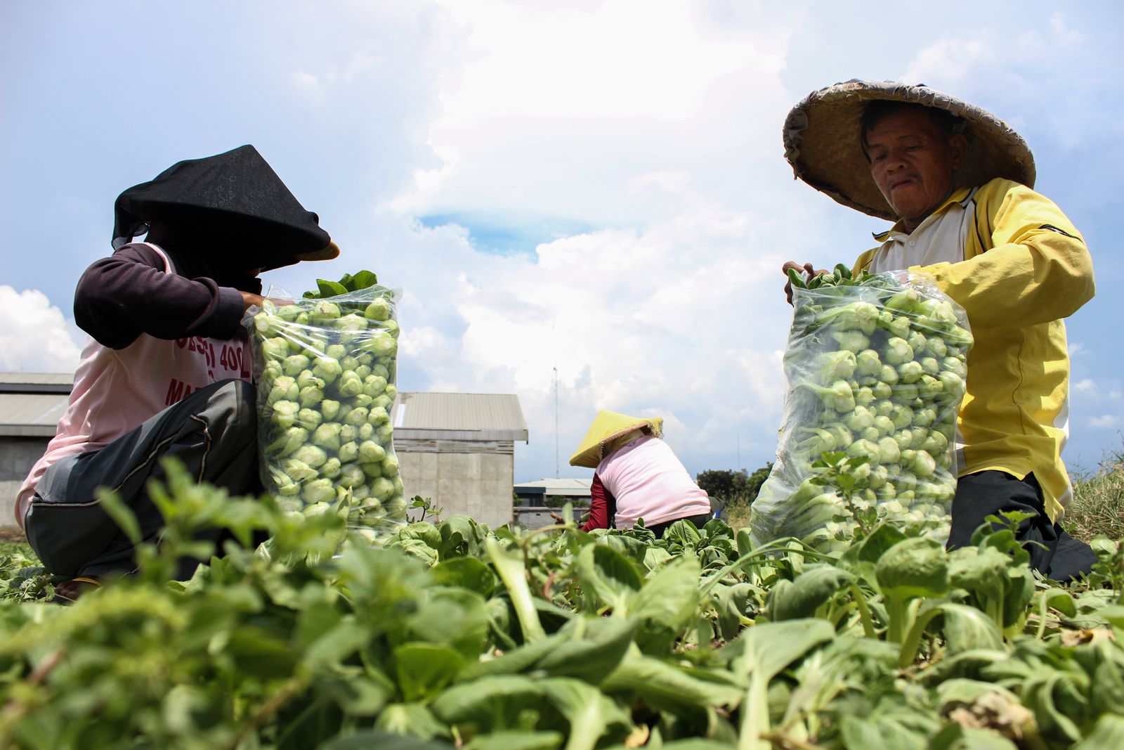 Indonesian farmers packing vegetables in a rural field. Clear sky provides bright lighting.